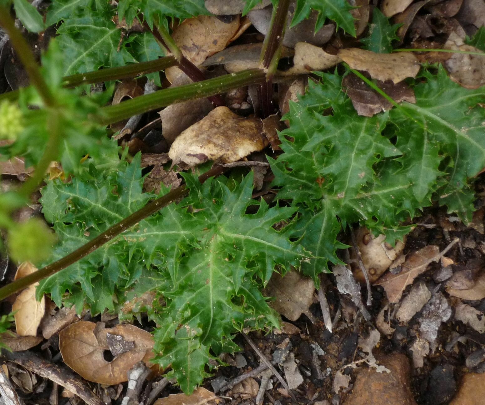 High Resolution Sanicula arguta Leaf